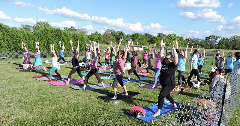 Yoga with Goats