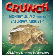 Alligator Snapping Turtles @ Boonshoft