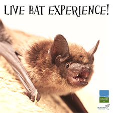 Live Bat Experience