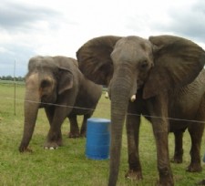 Elephants at the Ranch