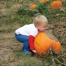 Pick Your Own Pumpkins at Youngs Dairy