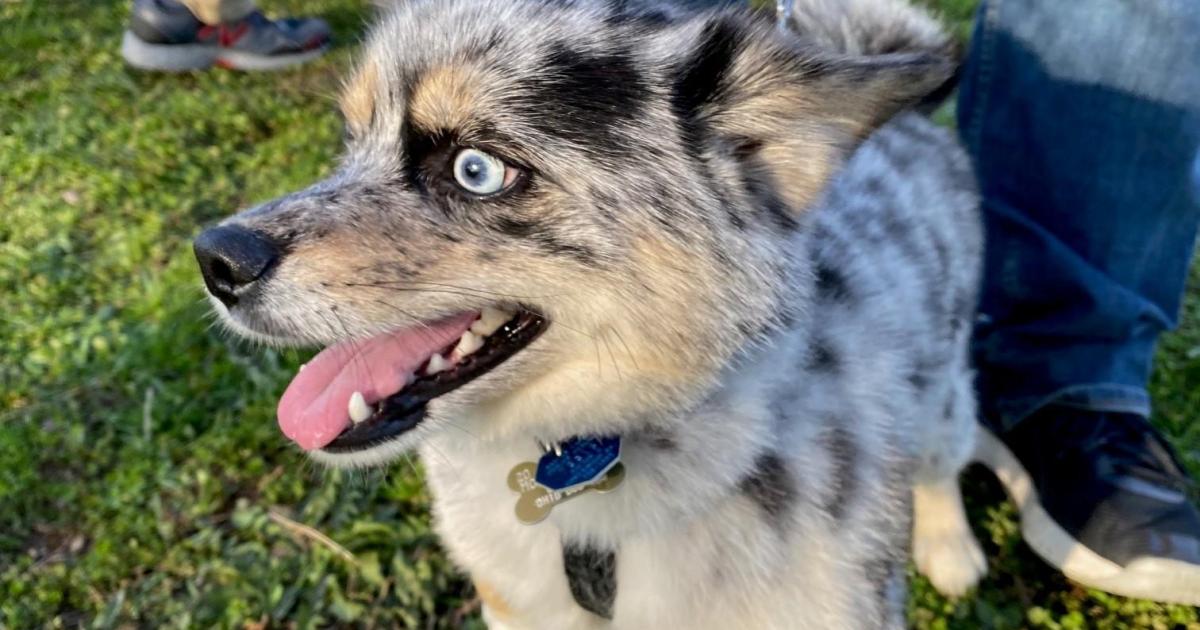 Paws in the Park Egg Hunt