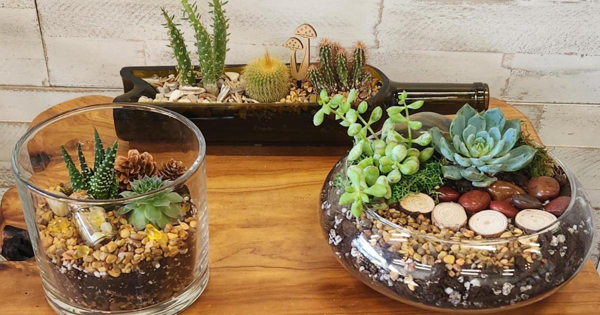 Terrarium Building 'PopUp' at Little Fish Brewing