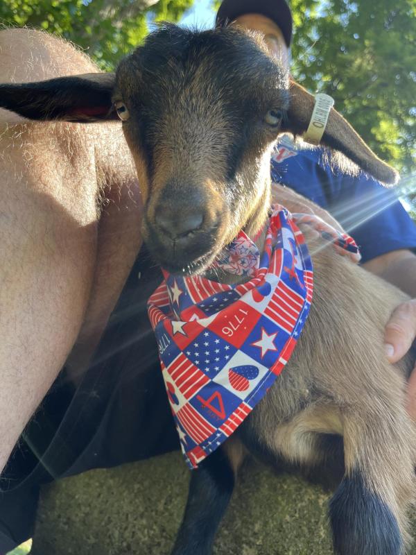 Stars, Stripes & Stretch Goat Yoga