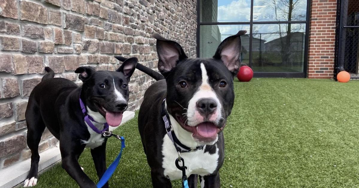 SICSA Adoption Event at the Dayton Art Institute