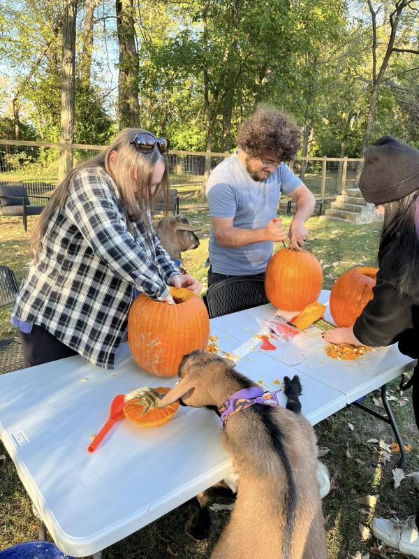The One with Goats & Pumpkins