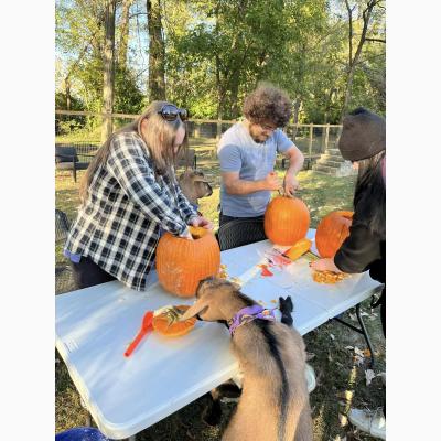 The One with Goats & Pumpkins