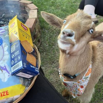 The One with Goats & S'mores