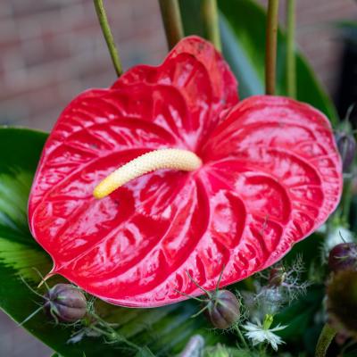 Art in Bloom: DAI Signature Event