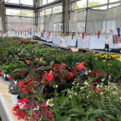 MayFair Plant Sale at 2nd Street Market