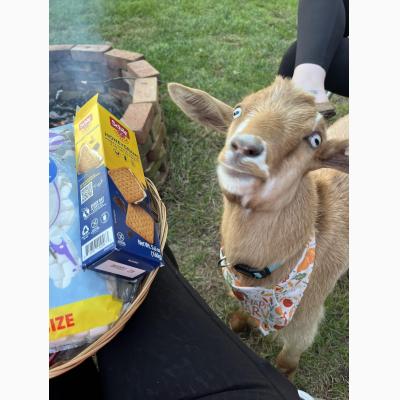 The One with Goats & S'mores