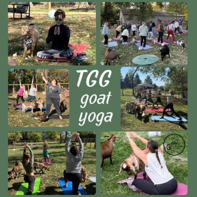 TGG Goat Yoga
