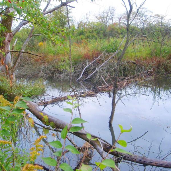 Dayton H3 #1683 - Hebble Creek Reserve