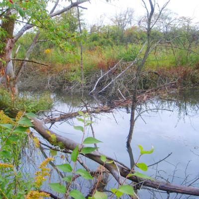 Dayton H3 #1683 - Hebble Creek Reserve