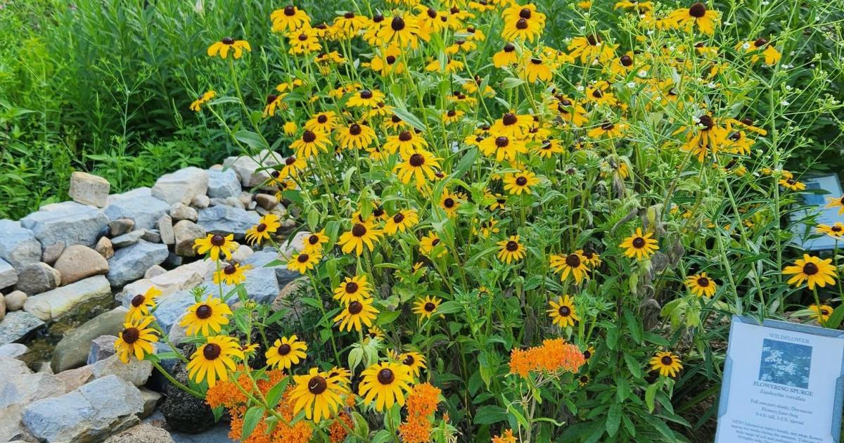 Native Plant Sale