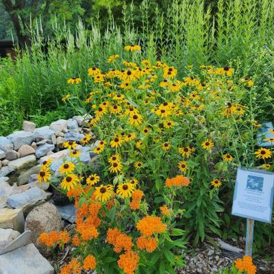 Native Plant Sale