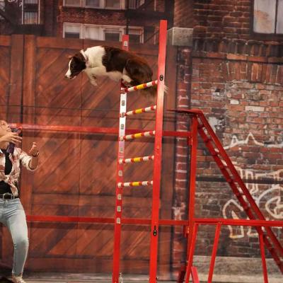 Mutts Gone Nutts: Unleashed!