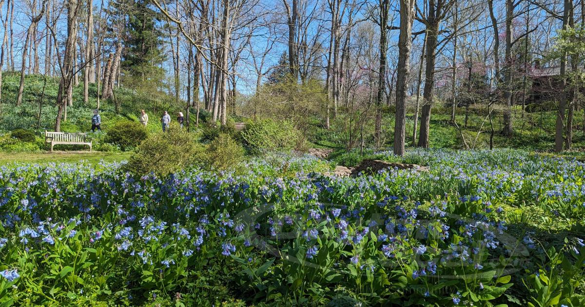 The bluebells at Aullwood Garden are in full bloom