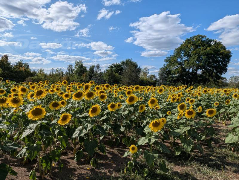 Fields of Gold Bloom at Dayton’s Calvary Cemetery