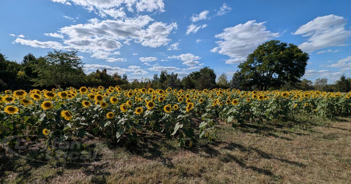 Sunflowers in Full Bloom at Calvary Cemetery