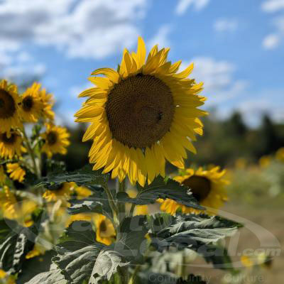 Sunflowers in Full Bloom at Calvary Cemetery