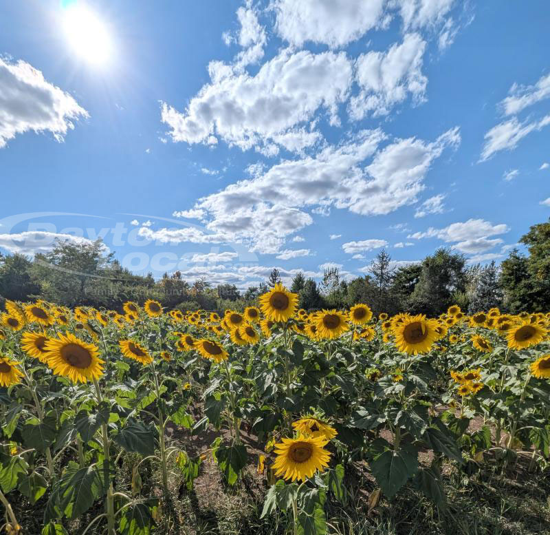 Golden blooms stretch toward the sky at Calvary Cemetery