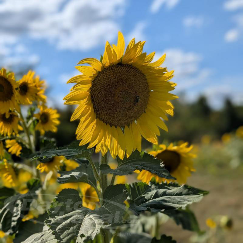 Fields of Gold Bloom at Dayton’s Calvary Cemetery