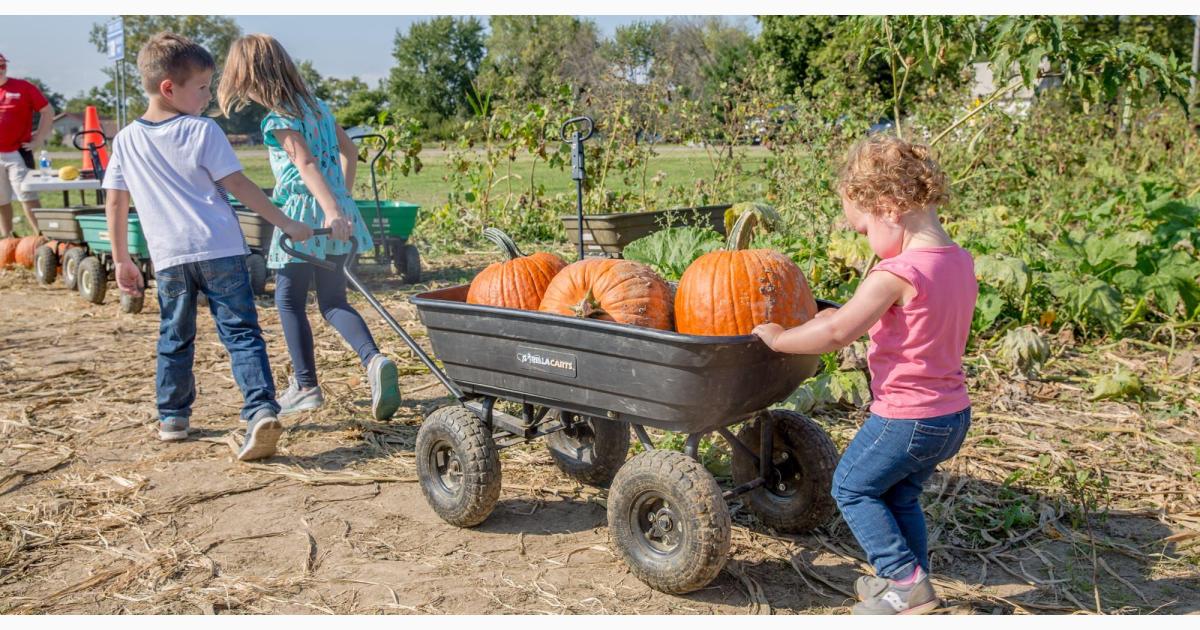 Pick Your Own Pumpkins at Youngs Dairy