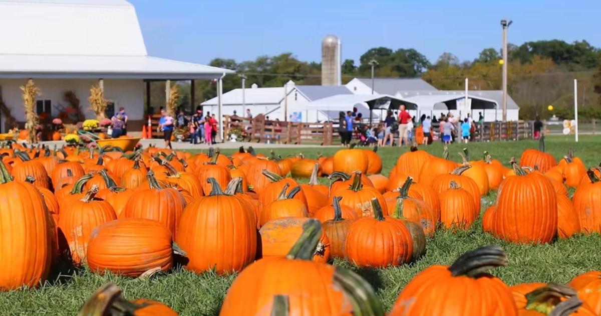 Niederman Family Farm Fall Festival